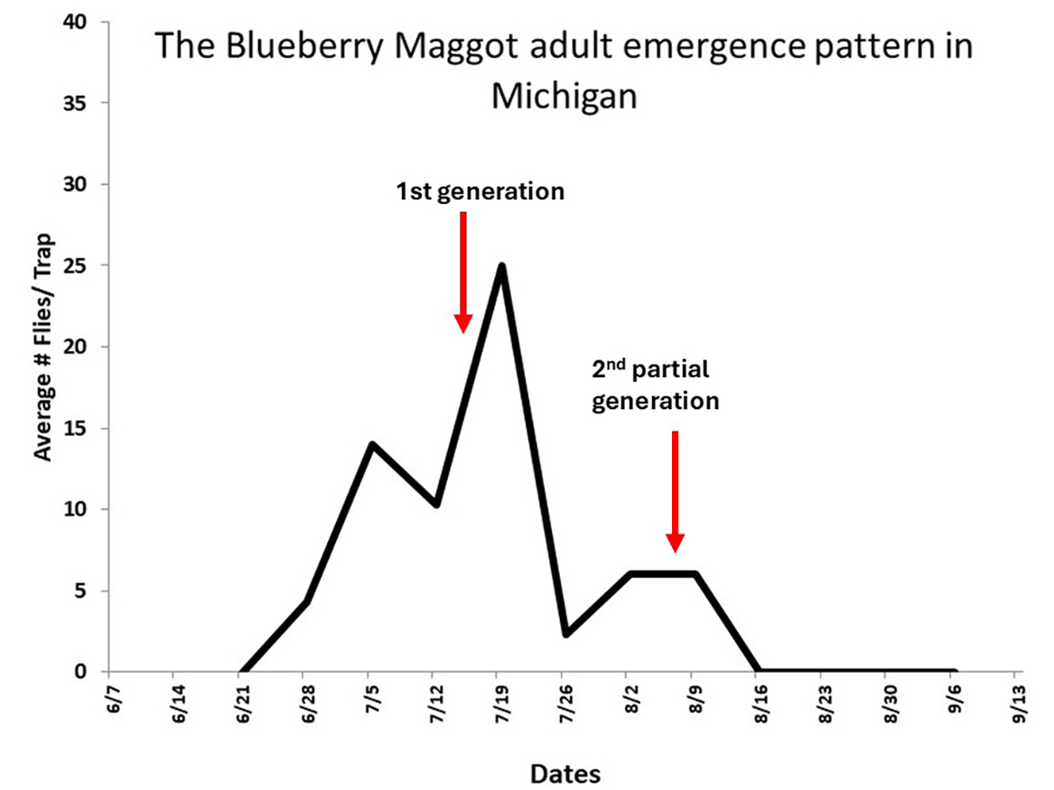BB Maggot 2nd Generation Fig 6.jpg